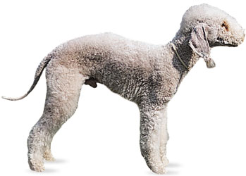 Picture of Bedlington Terrier dog