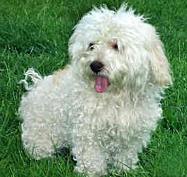 Picture of ichon Frise dog