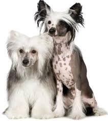 Picture of Chinese Crested dog