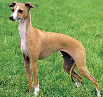 Picture of Italian greyhound dog