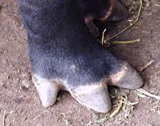 tapir foot