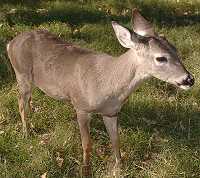 Dewey in December 2003 - world's first cloned deer