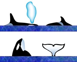 orca (killer whale)surface characteristics