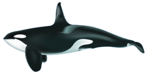illustration of orca (killer whale)