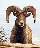 big horn sheep ram