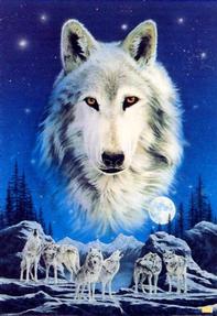 buy Born Free Foundation - Wolves/Moon