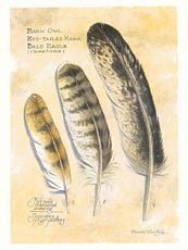secondary flight feathers of eagles and hawks