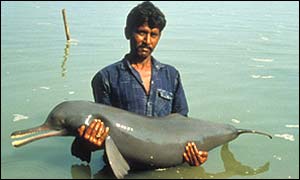 blind river dolphin