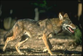 Canis rufus rufus - Red Wolf - the most endangered wolf in the world