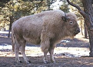 picture of white buffalo