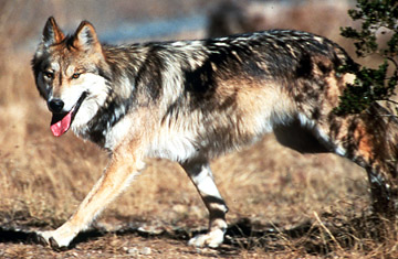 yellowstone gray wolf, endangered species