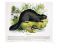 The Beaver, Educational Illustration Pub. by the Society for Promoting Christian Knowledge, 1843