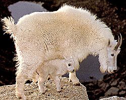 mountain goat ewe and lamb