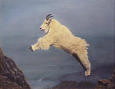 mountain goat leaping