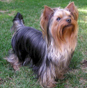 Picture of Yorkshire terrier dog