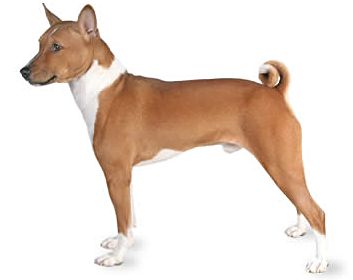 Picture of Basenji dog