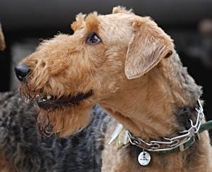 picture of Airedale Terrier face