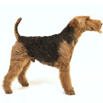 picture of Airedale Terrier