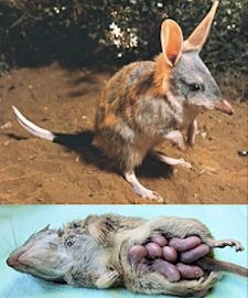 Marsupial Mouse