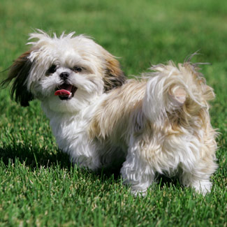 Picture of Shih tzu dog