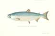 Blueback Salmon  Redfish