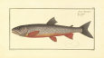 M. E. Bloch - Salmon