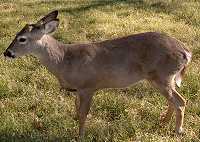 Dewey in December 2003 - world's first cloned deer