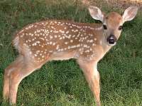 newborn Dewey - world's first cloned deer