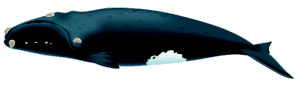 illustration of right whale