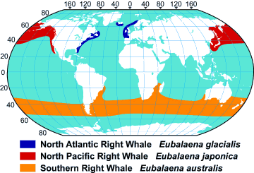 right whale range map