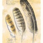secondary flight feathers of eagles and hawks