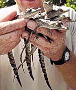 American Crocodile Babies - Crocodylus acutus