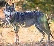 Canis lupus baileyi - Mexican Gray Wolf - most endangered gray wolf