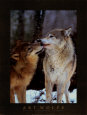 Art Wolfe - Boreal Interlude, Canada