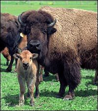 buffalo and calf
