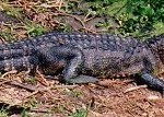 alligator sunning