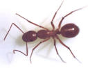 picture of ant