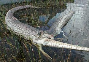 Dead python after eating 6ft alligator