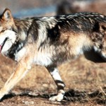 yellowstone gray wolf, endangered species