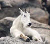female mountain goat