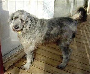 picture of Afaird dog breed